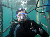 Cage dive with sharks in California
