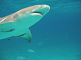 Great White Shark Adventures