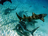 Tiger sharks and lemon sharks discover the bait ball