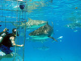 Tiger shark approaches the cage used by divers to shoot video and photos