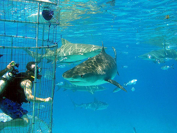 PHOTOS: Cage Diving with Sharks in the Bahamas