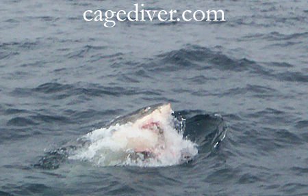 Shark siting cage diving in California
