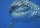 California Sharks: Shark Diving Farallon Islands